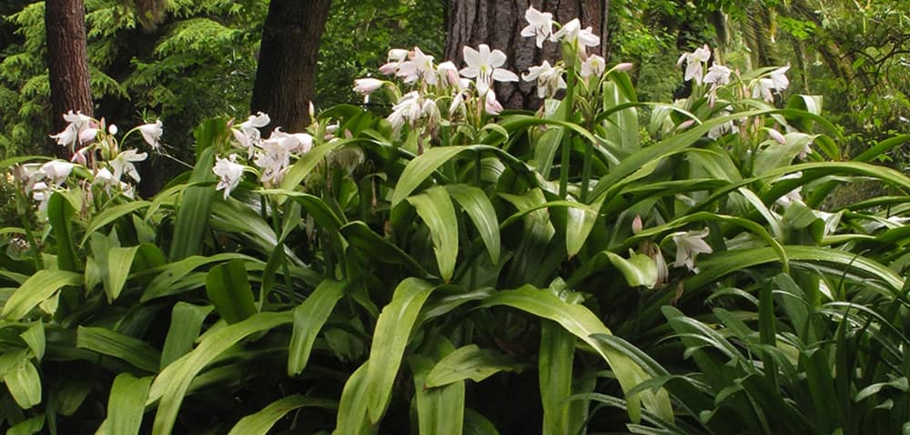 Fernando Maquieira - banner-jardines_estrela