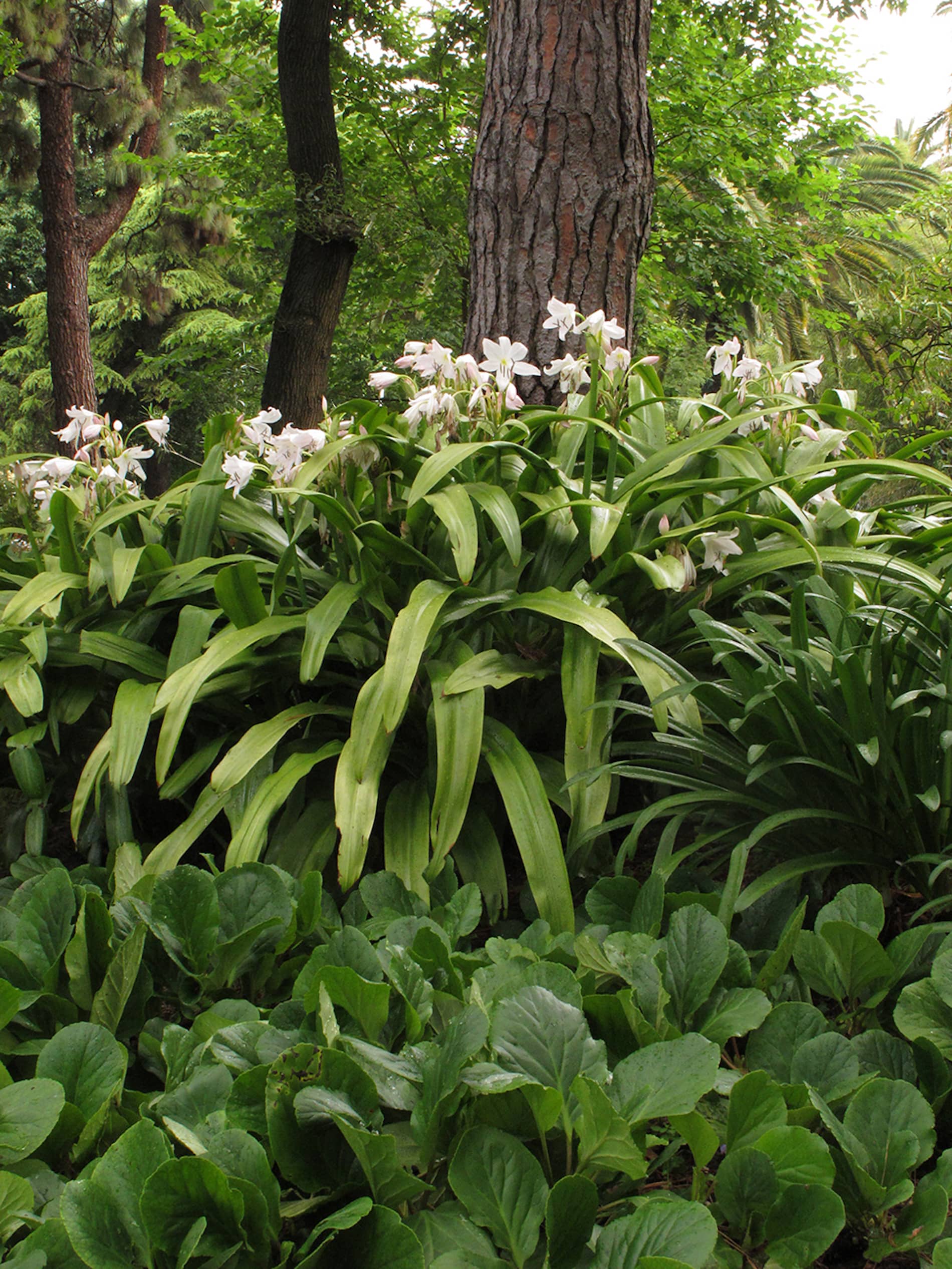Fernando Maquieira - jardim-estrela-lisboa-11-1