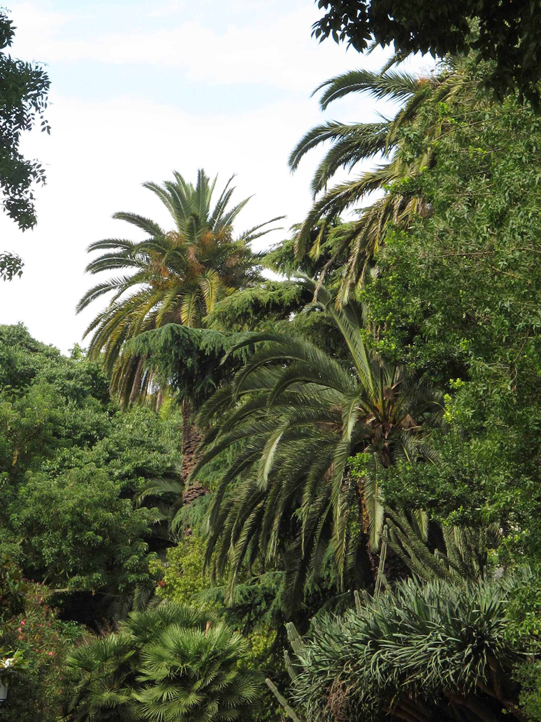 Fernando Maquieira - jardim-estrela-lisboa-4