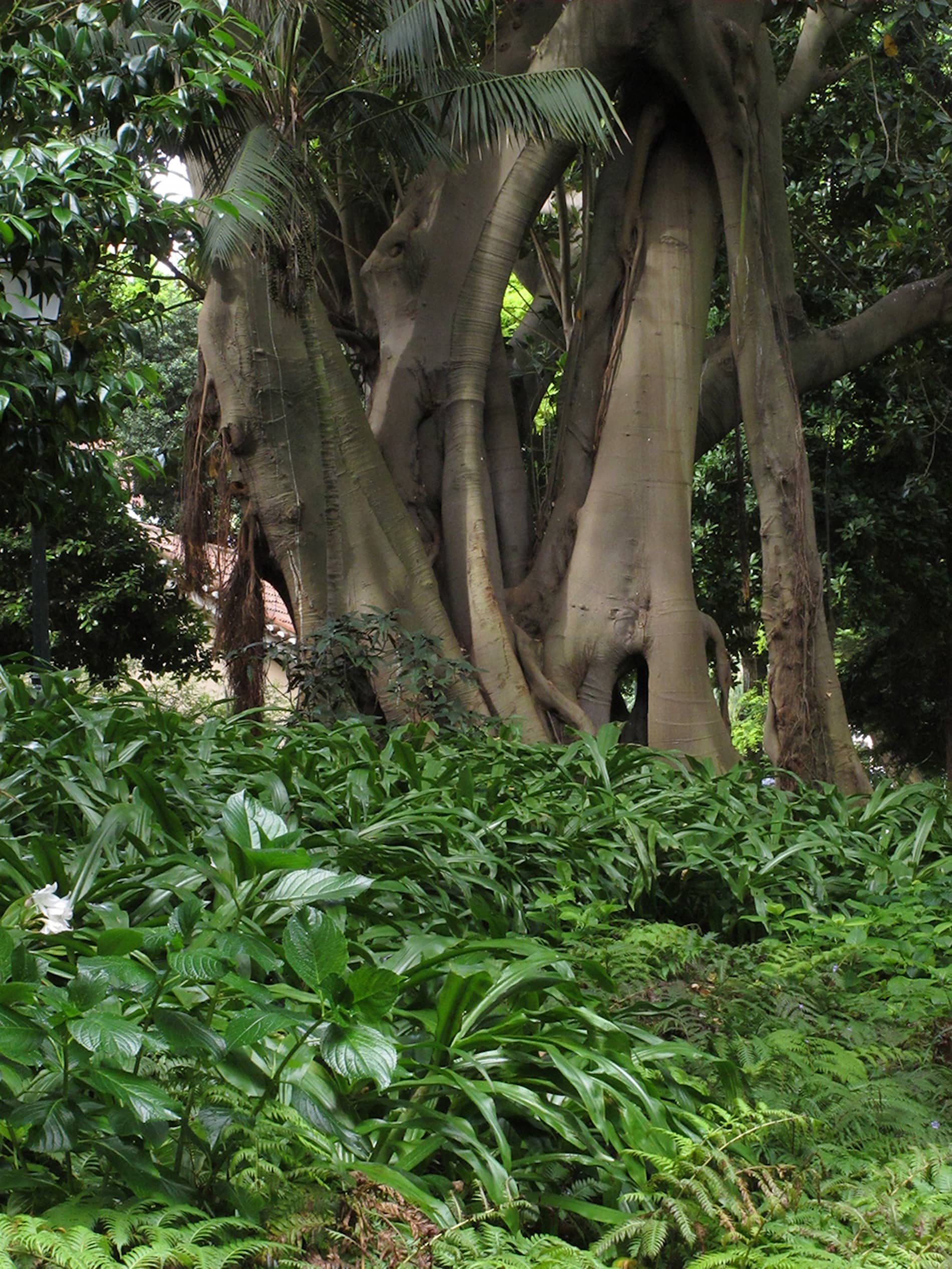 Fernando Maquieira - jardim-estrela-lisboa-6