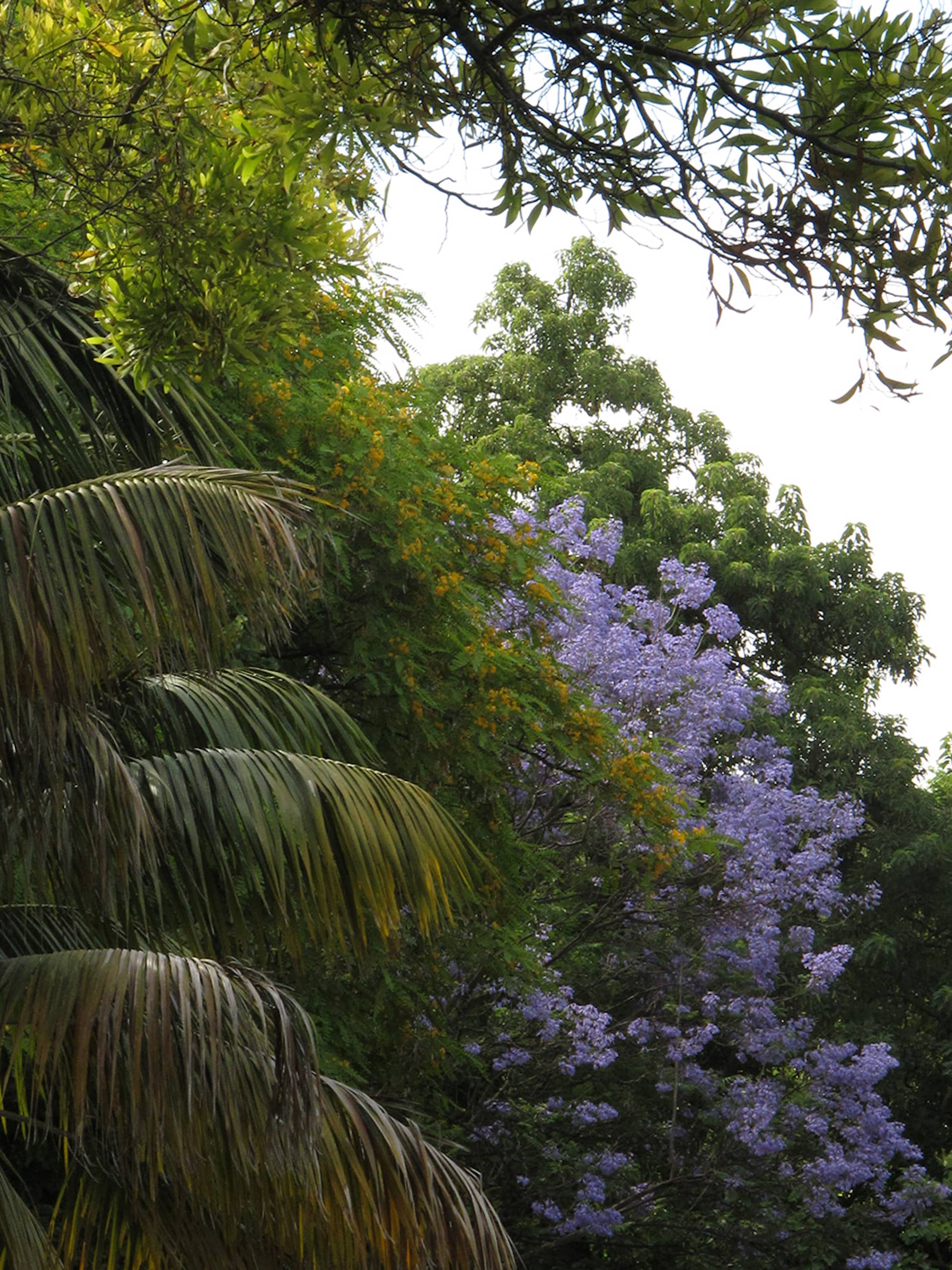 Fernando Maquieira - jardim-estrela-lisboa-7