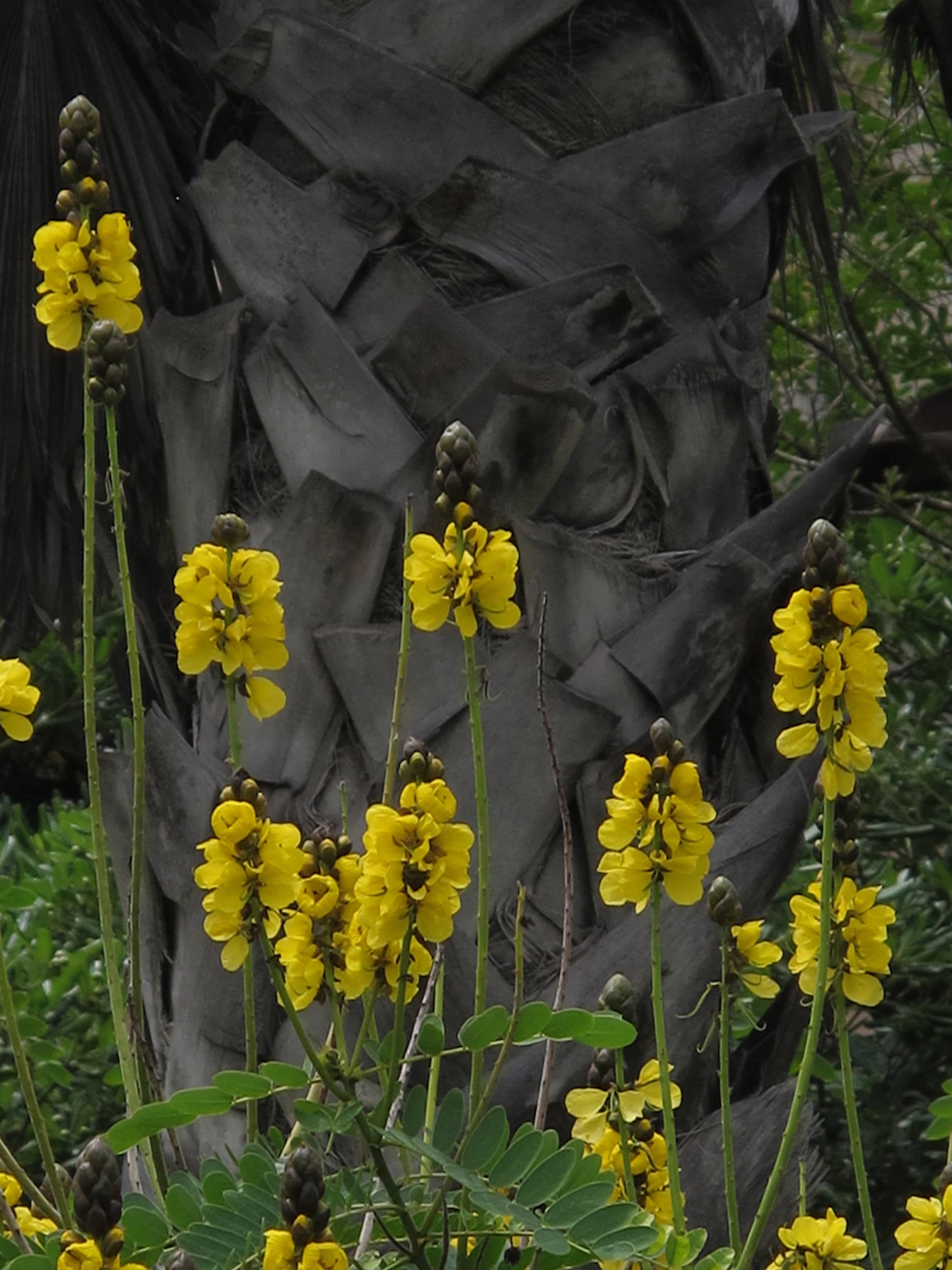 Fernando Maquieira - jardim-ultramar-lisboa-6