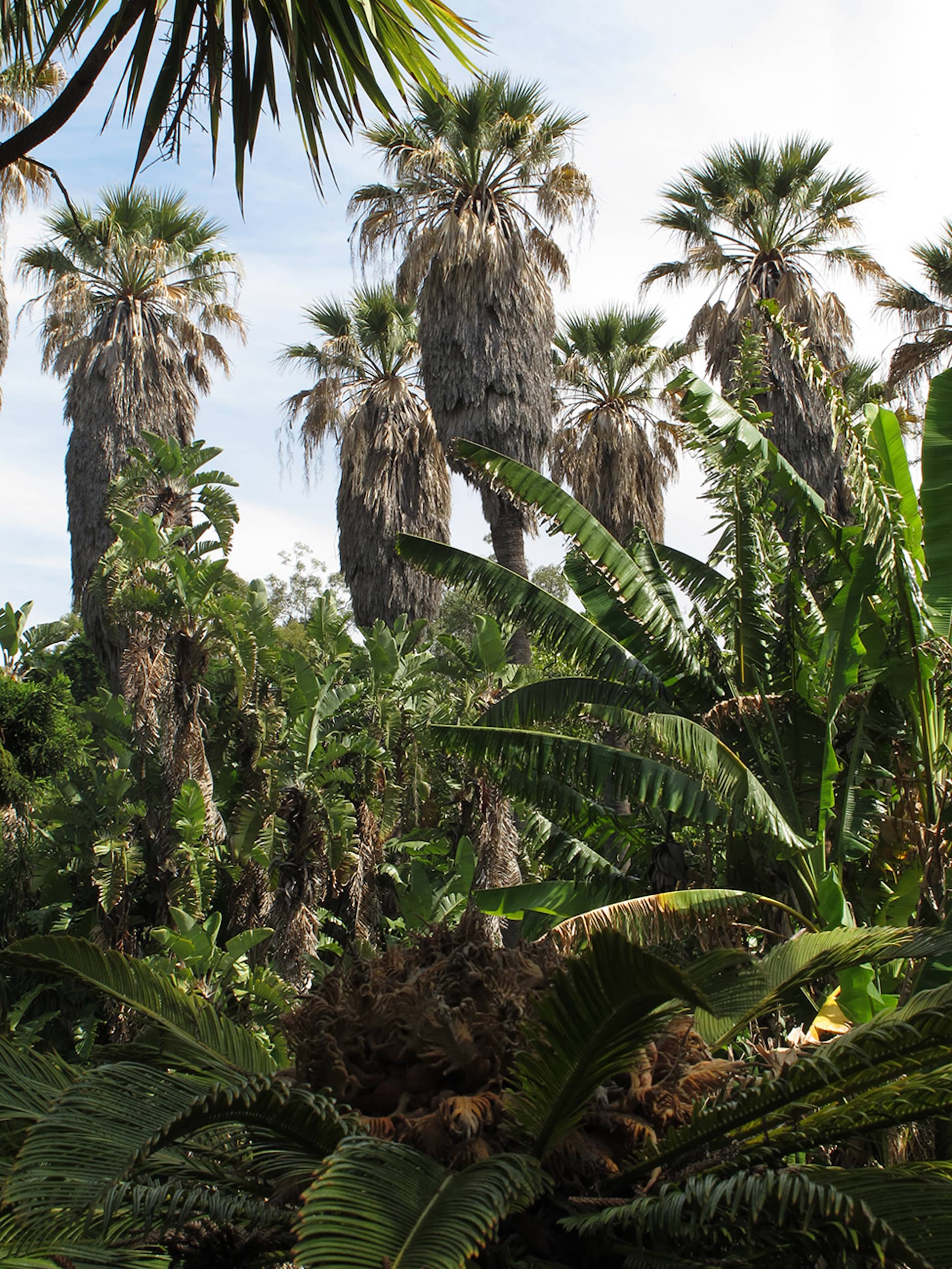 Fernando Maquieira - jardim-ultramar-lisboa-8